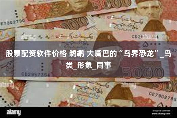 股票配资软件价格 鹈鹕 大嘴巴的“鸟界恐龙”_鸟类_形象_同事